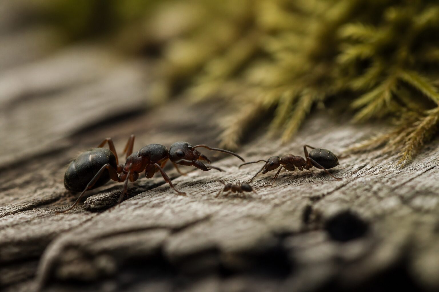 Comparaison des espèces de fourmis les plus courantes dans les maisons françaises : noire, charpentière et pharaon