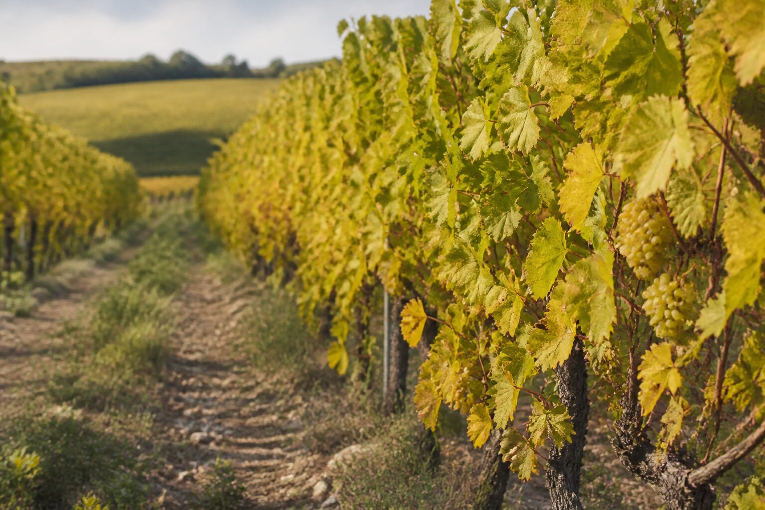 Vignes et paysage rural à La Chapelle-Heulin, vignoble nantais Loire-Atlantique