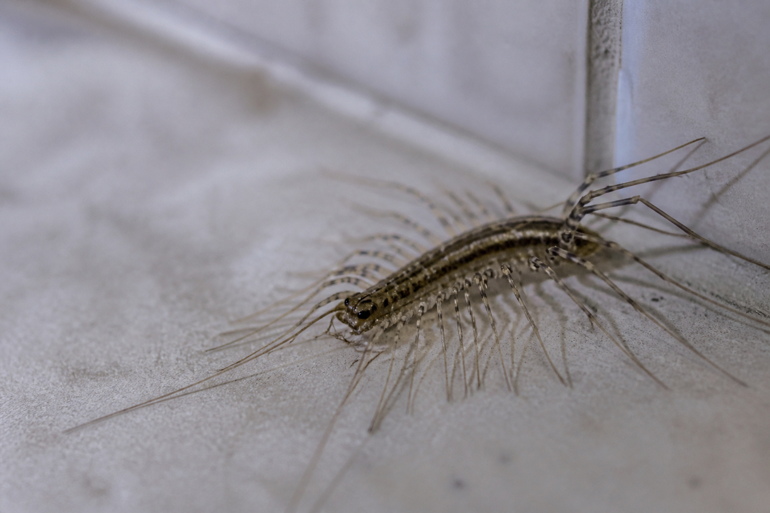 Scutigère véloce, mille-pattes de maison brun-gris avec longues pattes étalées