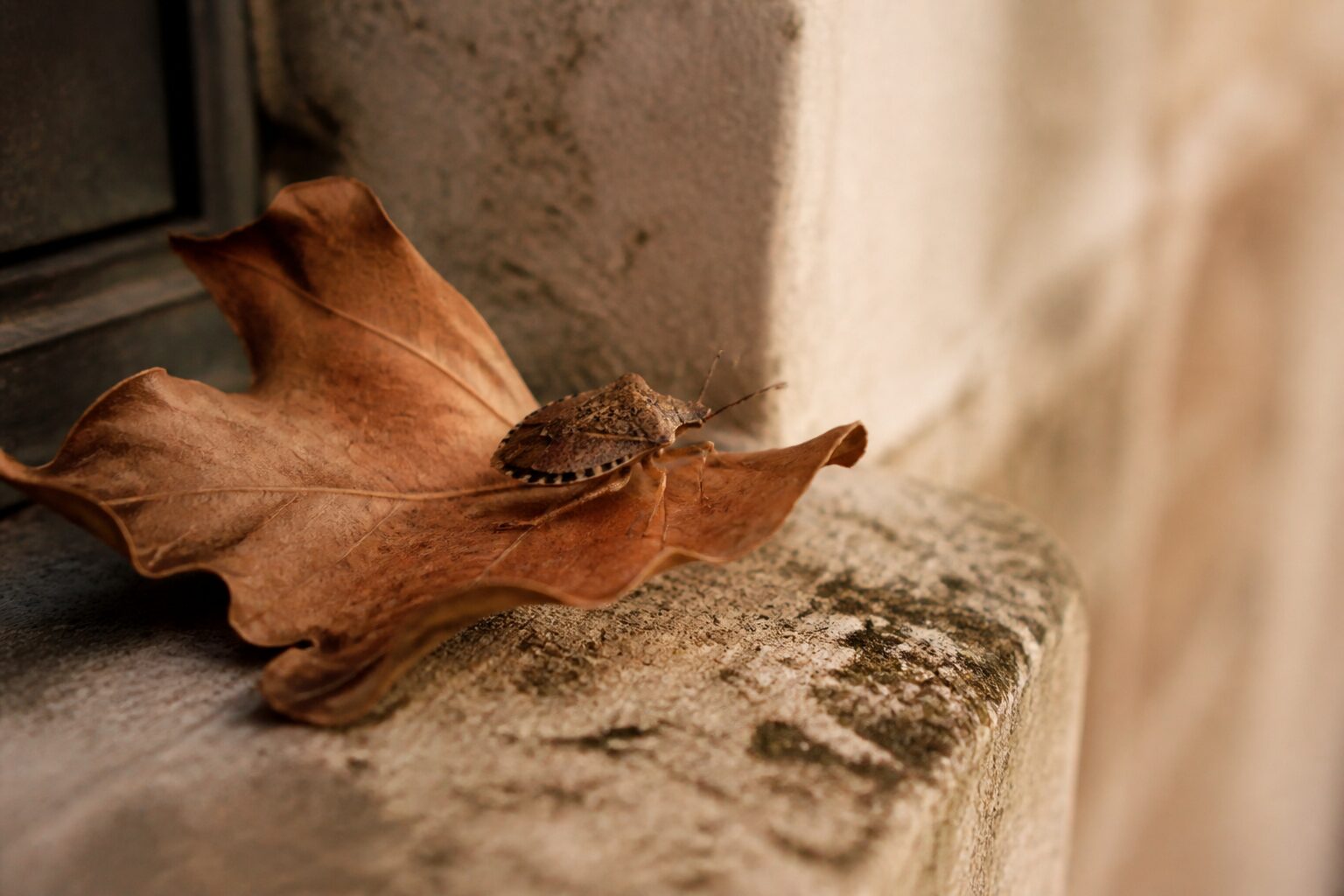 Punaise marron dans la maison : signification et solutions
